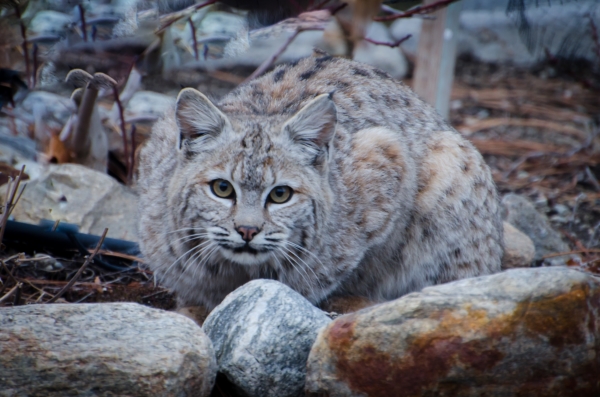 Photo of Lynx rufus by Alex Bodden